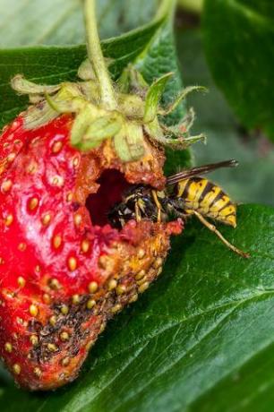 harilik herilane vespula vulgaris sööb küpset aedmaasikat fragariax ananassa ja rikub saaki foto autor: arterrauniversal images group via Getty Images