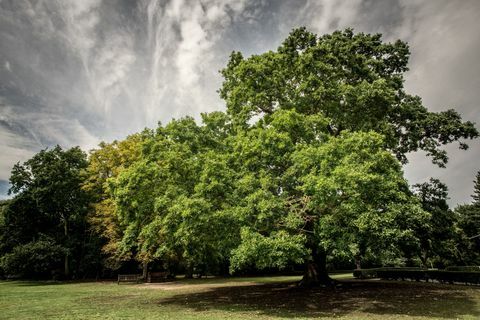 Gilwelli tammepuu - aasta puu - Woodland Trust - Martyn Milner WTML