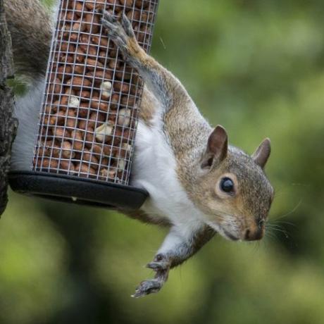 6 oravakindlat lindude söötjat teie aeda
