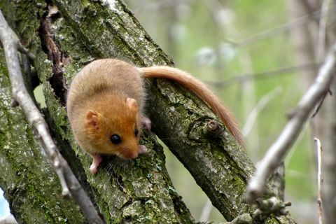 Sarapuu dormouse (Muscardinus avellanarius)