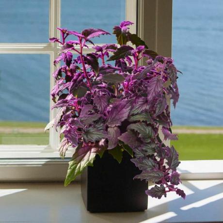 Purple Passion Plant, 4-tolline kasvataja pott