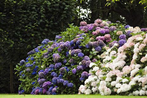 Hortensia lilled aias