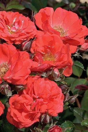 Coral Drift® Rose