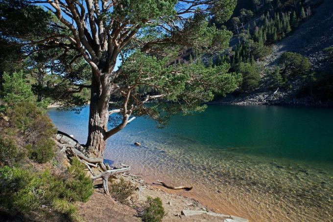 An Lochan Uaine, The Green Lochan, Glenmore'i lähedal Cairngormi rahvuspargis, Šotimaal, Ühendkuningriigis