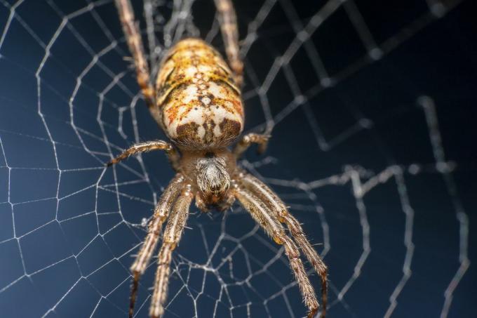 Cardinal Spider, teaduslik nimi Tegenaria Parietina istub võrgus, võrk fookuses, pildistatud küljelt