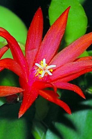 Red Easter Cactus, 4-tolline pott