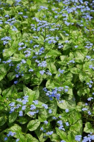 siberi bugloss brunnera macrophylla jack külm