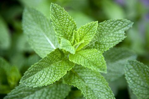 Lehed piparmünditaimel (Lamiaceae), lähivõs