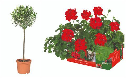 Lidli oliivipuu ja Pelargonium peltatum