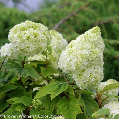 Gatsby kuu hortensia