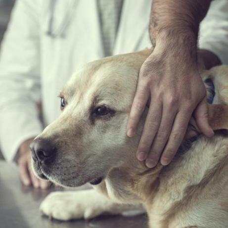 Labradori koera lähivõte loomaarsti kabinetis