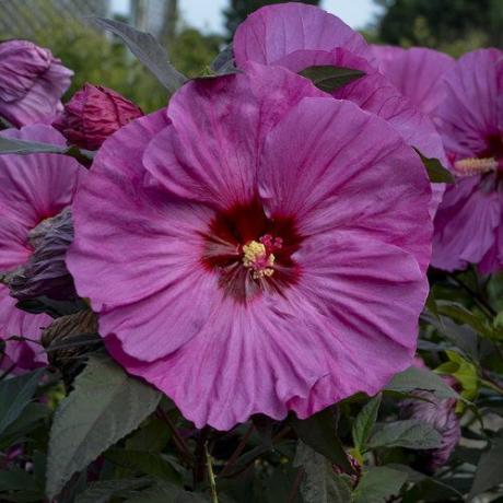 Suvine 'Berry Awesome' Hardy Hibiscus