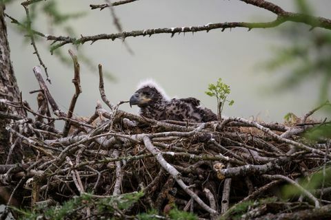 Valge sabaga kotkaid jälgiti taaskehtestamise projekti ees