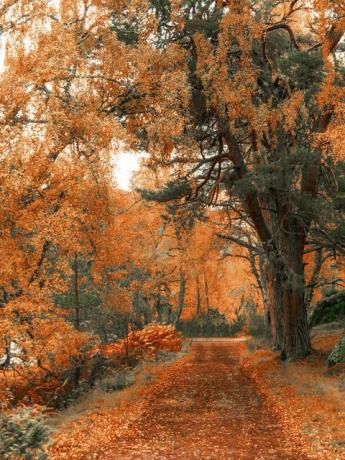 metsas kõnnib sügisel eileini järve ääres