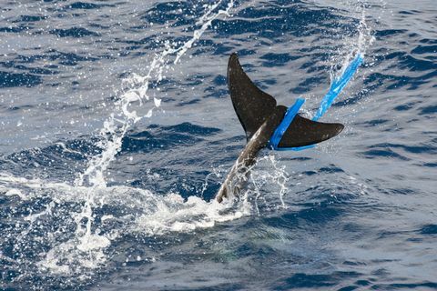 "Rissose delfiin (Grampus griseus) kilekotti õlaribaga, Fuerteventura, Kanaari saared"