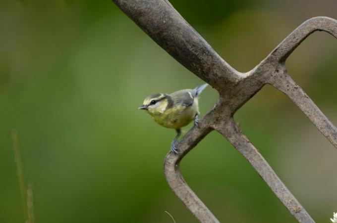 sinitihane parus caeruleus, noor, istub aiahargil co durham juuli