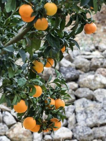 Apelsinipuu halli kiviseina ees