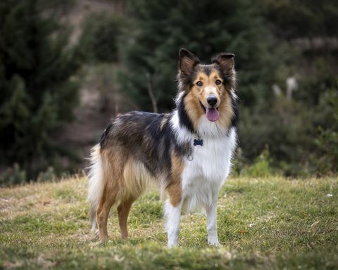 sooblivärviline rough collie tõupuhas koer murul pargis Mehhikos