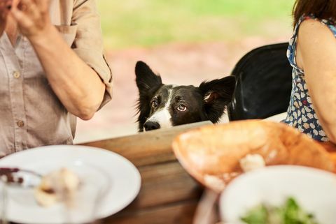 border collie piilub üle söögilaua serva pereõhtusöögi ajal õues laua taga