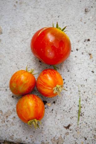 Lähivõtted värsketest tomatitest betoonil