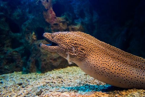 Moray Eel. Võimlemisraua miliaris