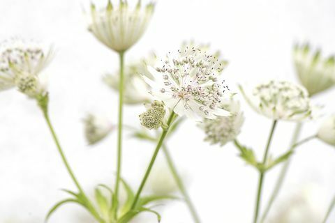 Valged Astrantia suuremad suvelilled 