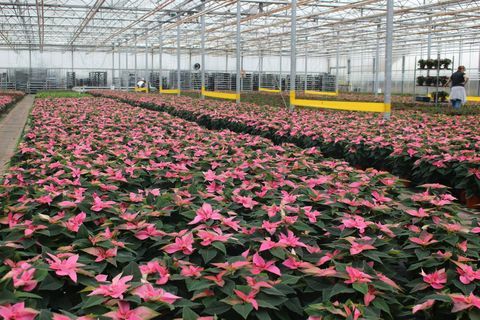 Wyevale aianduskeskused käivitavad eksklusiivse roosa poinsettia