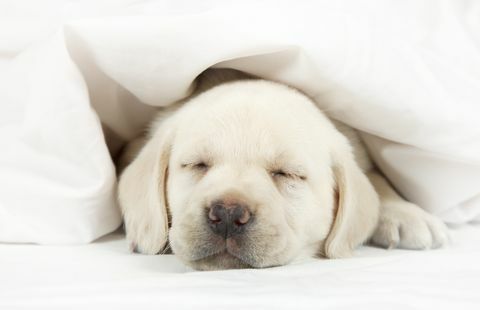 Labradori kutsikas magab voodis
