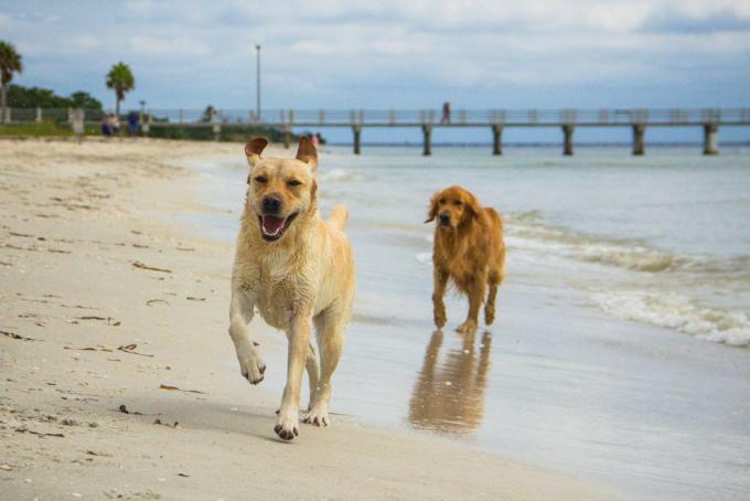 labradori retriiveri ja kuldse retriiveri koerad, kes jooksevad mööda randa, Fort de Soto, Florida, Ameerika, USA