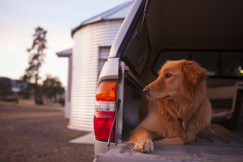 Koeraomanikud, kellel on 4x4-ga autod, kes peavad seda terviseohu hoiatust loomaarstidelt arvesse võtma - koertele mõeldud autosaabaste hoiatus
