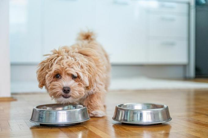 väike armas maltipoo kutsikas