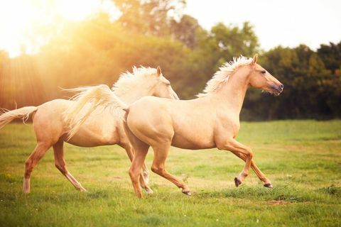 Põllul ronivad Palomino hobused