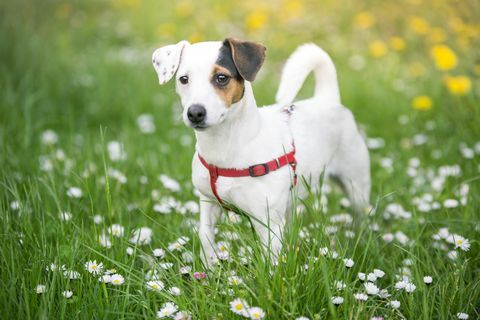 jack russelli terjer lilledega heinamaal