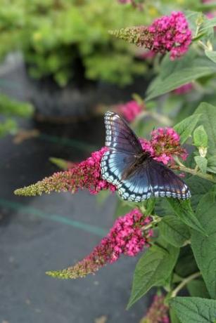 Butterfly Bush " Ruby Chip"