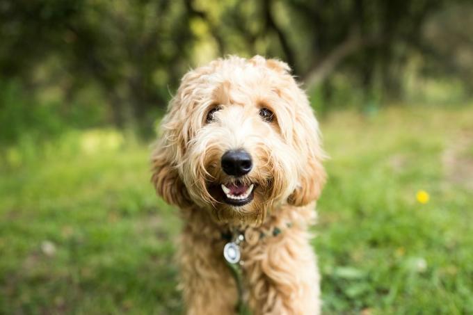 õnnelik labradoodle koer õues