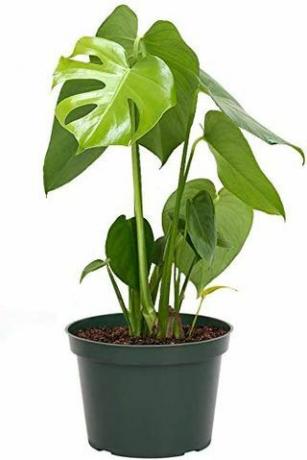 Monstera Deliciosa, 6-tolline pott