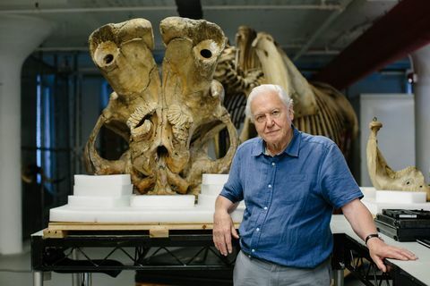 David Attenborough ja hiiglane elevant jumbo