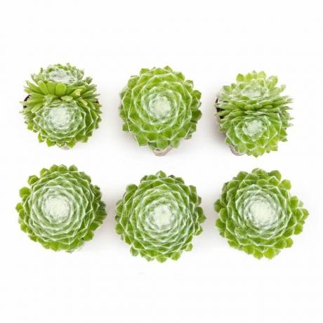 Sempervivum Cob Buttons (6 pakk)