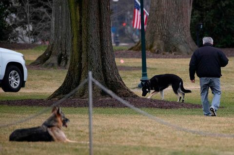 joe biden dogs major champ valge maja muru