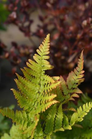 sügis sõnajala ladina nimi dryopteris erythrosora