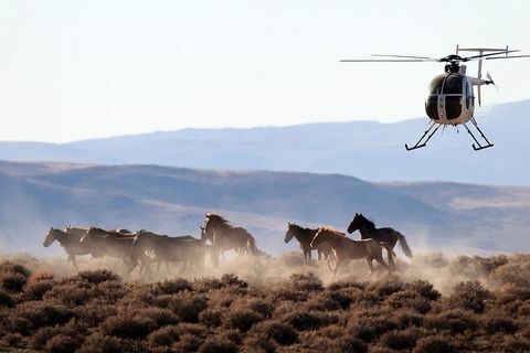 mustangad Nevadas