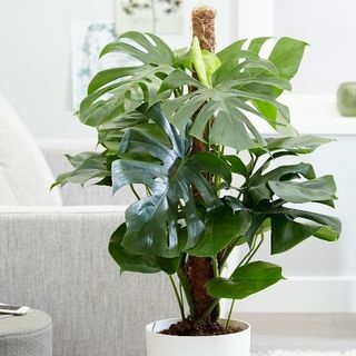 Monstera deliciosa – Šveitsi juustutehas