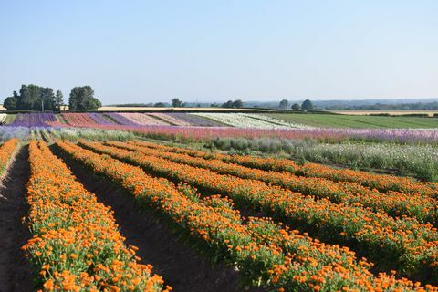 Lilled - Shropshire'i kroonlehed