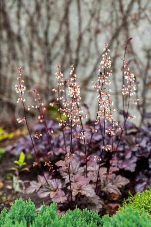 mitmeaastane taim heuchera micrantha aias violetsed lehed ja õitsevad pisikesed õied