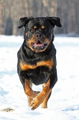 rottweiler - parimad valvekoerad