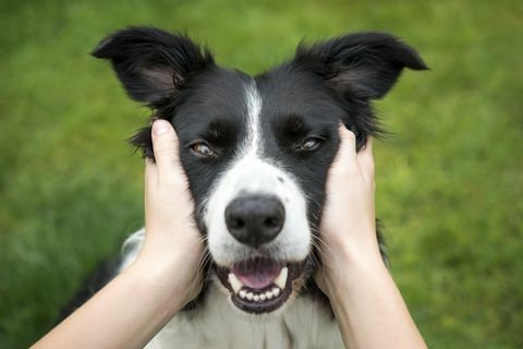 Noor tüdruk, kellel on kauni Bordercollie koera juht