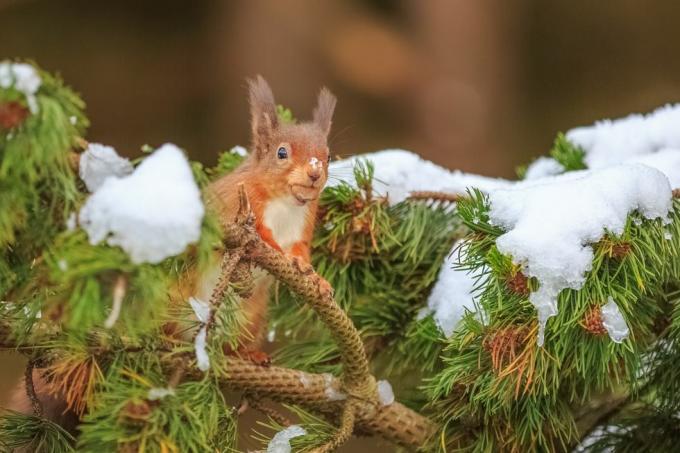 Uudishimulik punane orav männipuus
