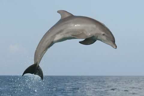 hüppas delfiini