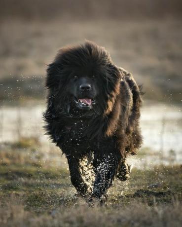 õnnelik newfoundlandi koer jookseb lombist välja koerake on märg, karvadest langevad veepiisad õuefoto