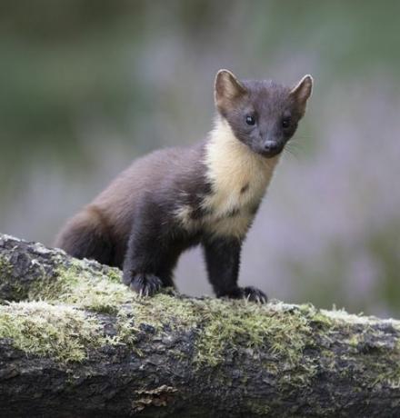 Mänd Marten.